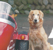 SIDE CAR DOG