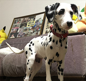 二代目看板犬